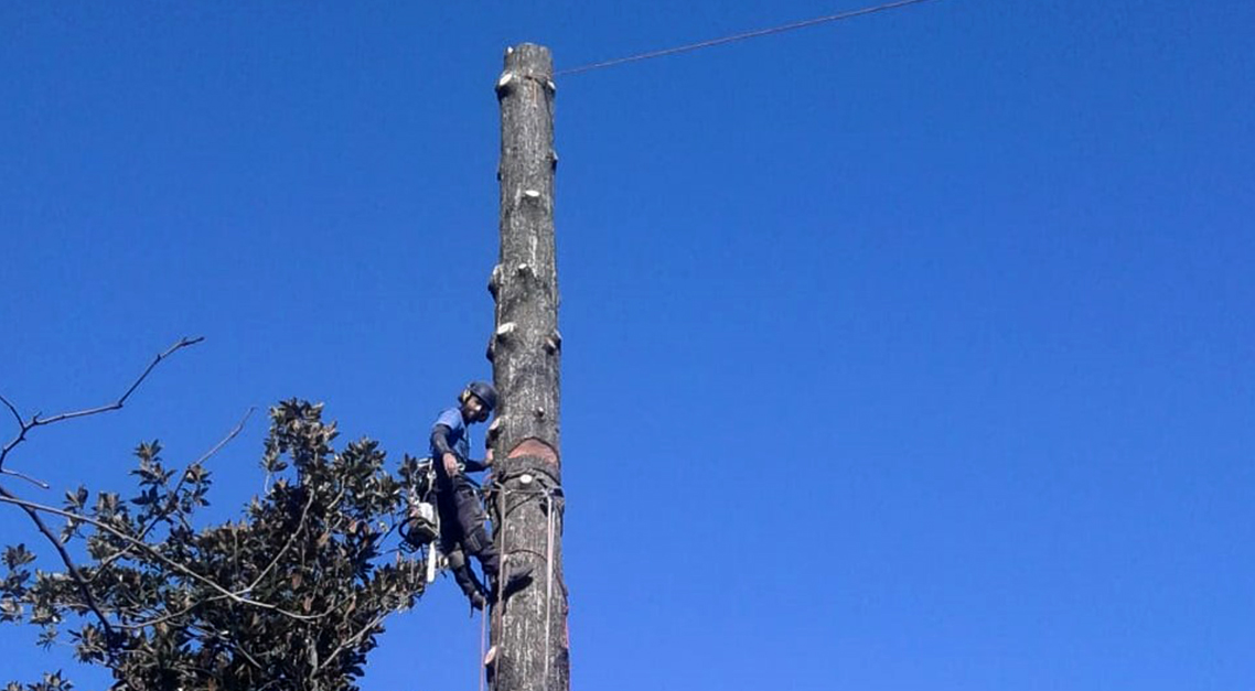 abbattimenti treeclimbing